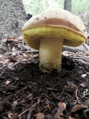 Butyriboletus regius
