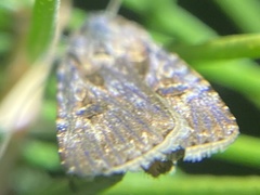 Agrotis munda