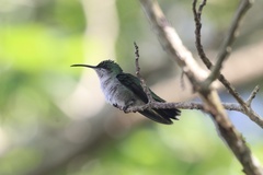 Anthracothorax dominicus