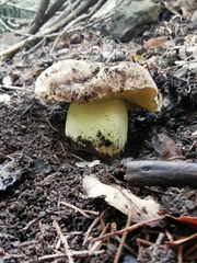 Butyriboletus regius