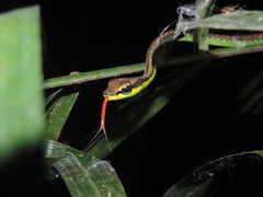 Dendrelaphis formosus