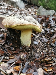 Butyriboletus regius
