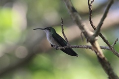 Anthracothorax dominicus