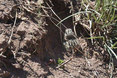 Thinocorus orbignyianus