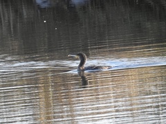 Phalacrocorax carbo