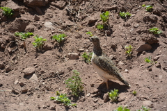 Thinocorus orbignyianus