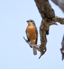 Melaenornis semipartitus