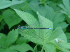 Paracercion v-nigrum