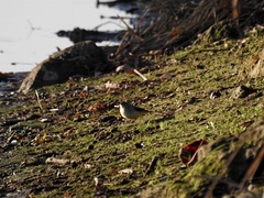 Motacilla cinerea