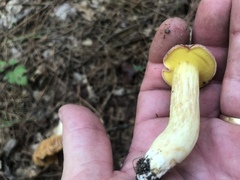 Aureoboletus pseudoauriporus