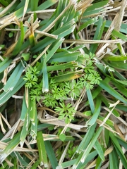 Chaerophyllum tainturieri