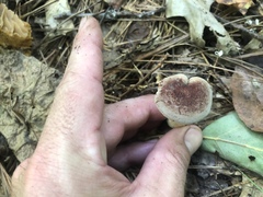 Aureoboletus pseudoauriporus