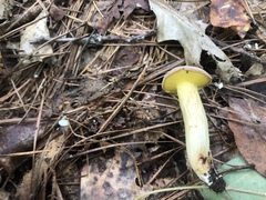 Aureoboletus pseudoauriporus