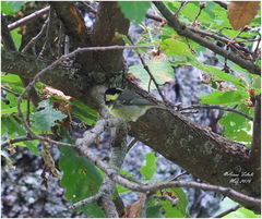 Periparus ater ledouci