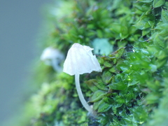 Mycena corticola