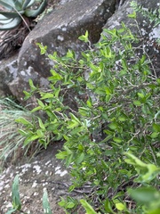 Erythrococca menyharthii