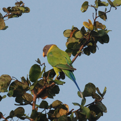 Psittacula cyanocephala