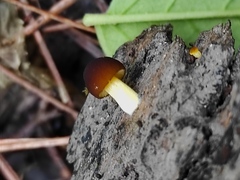 Pluteus romellii