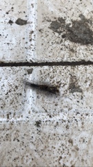 Dasychira chekiangensis