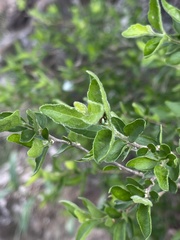 Erythrococca menyharthii