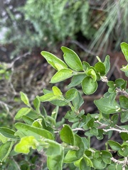 Erythrococca menyharthii