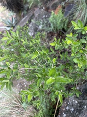 Erythrococca menyharthii