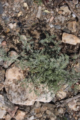 Indigofera heterotricha