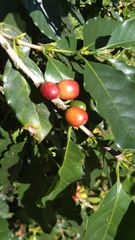 Coffea arabica