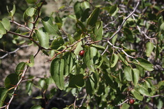 Image of Ziziphus mucronata