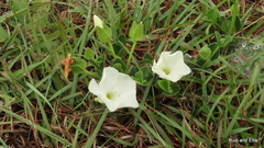 Thunbergia capensis