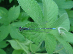 Paracercion v-nigrum