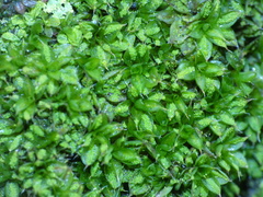 Syntrichia papillosa