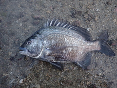 Acanthopagrus pacificus