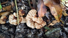 Xylaria flabelliformis
