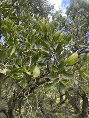 Maytenus undata