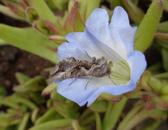 Autoplusia gammoides