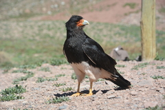 Daptrius megalopterus