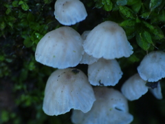 Mycena corticola
