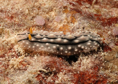 Phyllidia elegans