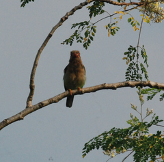 Psilopogon zeylanicus