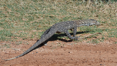 Varanus giganteus