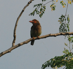 Psilopogon zeylanicus