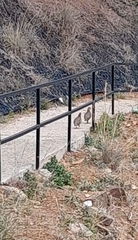 Alectoris rufa