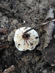 Lepiota