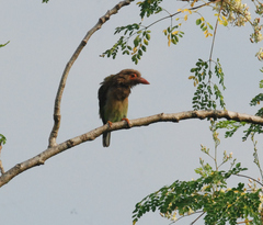 Psilopogon zeylanicus