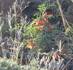 Lessertia frutescens