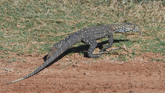 Varanus giganteus