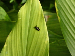 Aeneolamia albofasciata