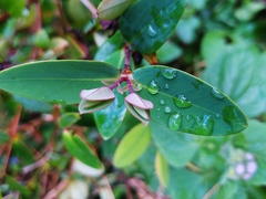 Hypericum formosanum