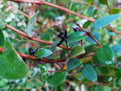 Hypericum formosanum